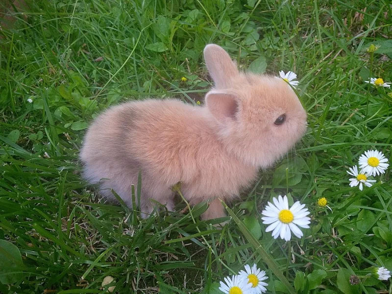 Zakrslý králíček - mláďata