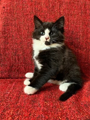Krásné maine coon koťata připraven