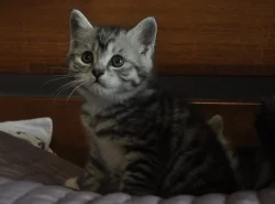 Kurilský bobtail s PP