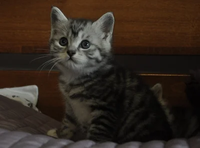 Kurilský bobtail s PP