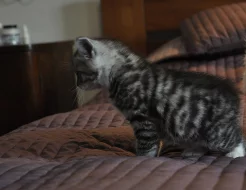 Kurilský bobtail s PP