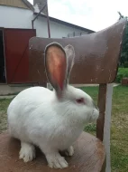 Nabízím králíky