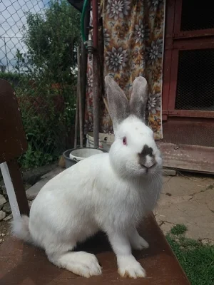 Nabízím králíky
