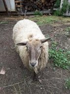 Vyměním/prodám ovce Sobeslav (Tabor)