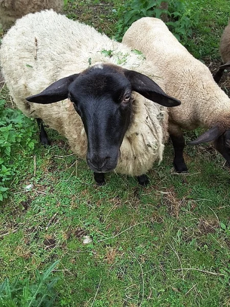 Vyměním/prodám ovce Sobeslav (Tabor)
