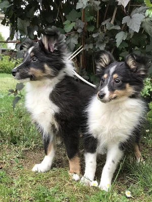 Sheltie
