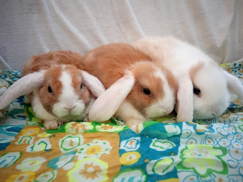 BERÁNCI zakrslý králíčci 2x kluk a 1x holka