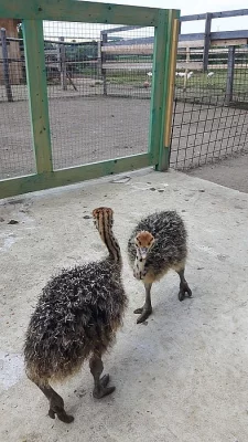 pštros africký kuřata prodej