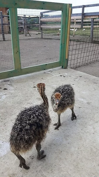 pštros africký kuřata prodej