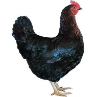 Kuřice Dominant 16tydnu stare rozvoz zdarma.