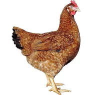 Kuřice Dominant 16tydnu stare rozvoz zdarma.