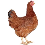 Kuřice Dominant 16tydnu stare rozvoz zdarma.