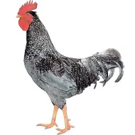 Kuřice Dominant 16tydnu stare rozvoz zdarma.