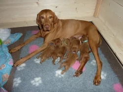 Rezervace štěňátek - maďarský ohař krátkosrstý( Vizsla)