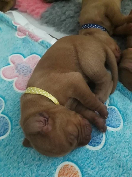 Rezervace štěňátek - maďarský ohař krátkosrstý( Vizsla)