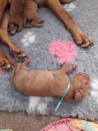 Rezervace štěňátek - maďarský ohař krátkosrstý( Vizsla)