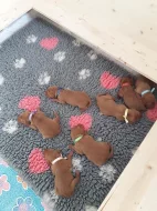 Rezervace štěňátek - maďarský ohař krátkosrstý( Vizsla)