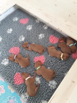 Rezervace štěňátek -  maďarský ohař krátkosrstý( Vizsla)