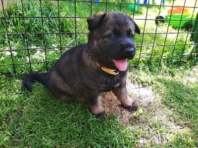 Štěně německého ovčáka - fenka vlkošedá tmavá