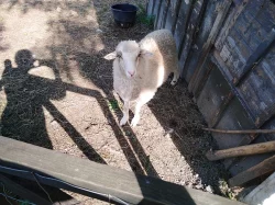Beránek