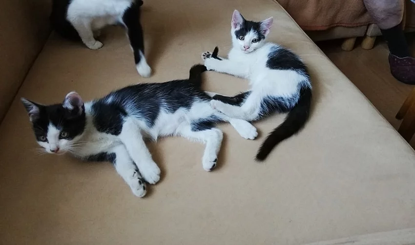 Darujeme kocourka nebo kočičku