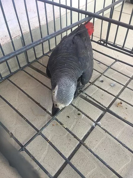 Africký šedý papoušek na prodej