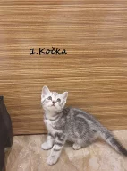 Britské kotě - Whiskas