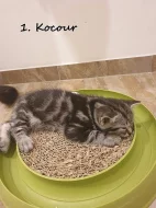 Britské kotě - Whiskas