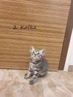 Britské kotě - Whiskas