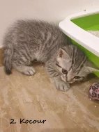 Britské kotě - Whiskas
