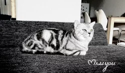 Britské kotě - Whiskas