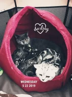 Britské kotě - Whiskas