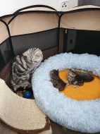 Britské kotě - Whiskas