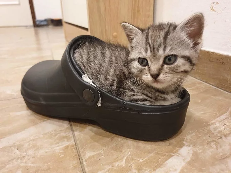Britské kotě - Whiskas