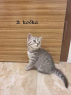 Britské kotě - Whiskas