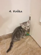 Britské kotě - Whiskas