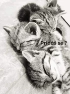 Britské kotě - Whiskas