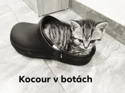 Britské kotě - Whiskas