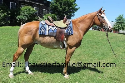 Paint Horse vala s kresbou Overo