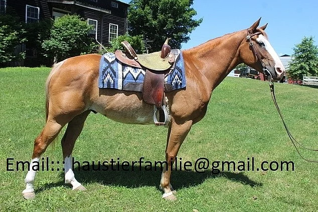 Paint Horse vala s kresbou Overo