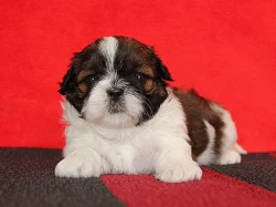 Shih-tzu, ši-tzu štěňátka s PP