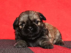 Shih-tzu, ši-tzu štěňátka s PP