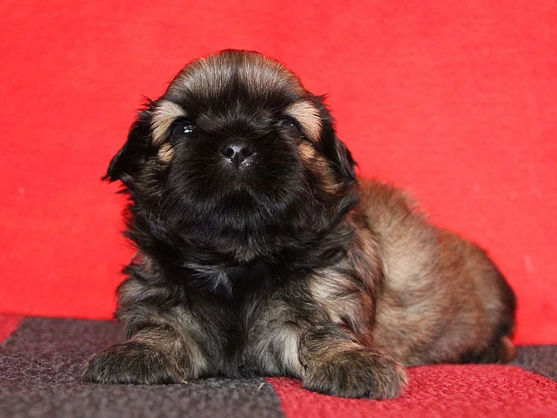 Shih-tzu, ši-tzu štěňátka s PP
