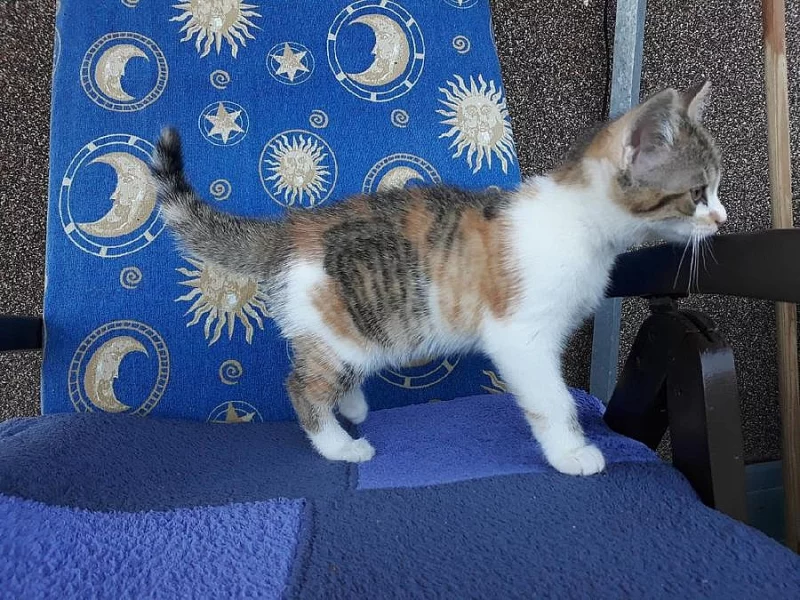 Daruji koťata