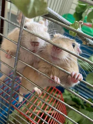 Osmák degu