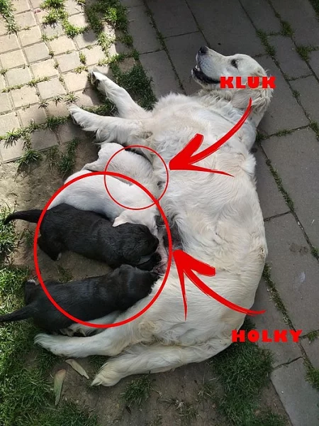 štěnátka