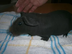 Skinny morče