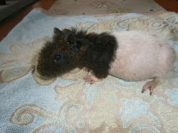 Skinny morče