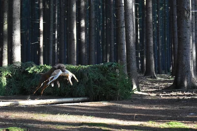 nabízím ke krytí německého krátkosrstého ohaře hnědáka