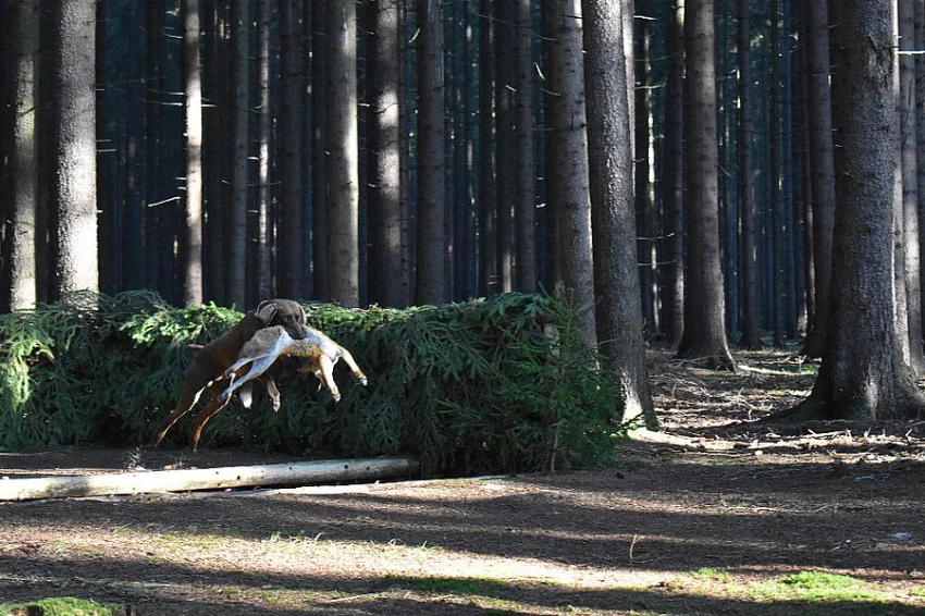 nabízím ke krytí německého krátkosrstého ohaře hnědáka